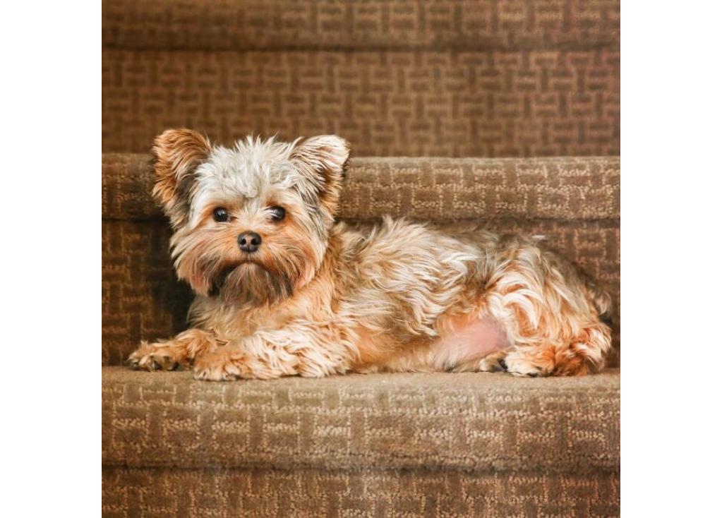 My Dog is Getting Old: What Accessories Does He Need?